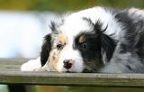 BERGER AUSTRALIEN PUPPIES 881